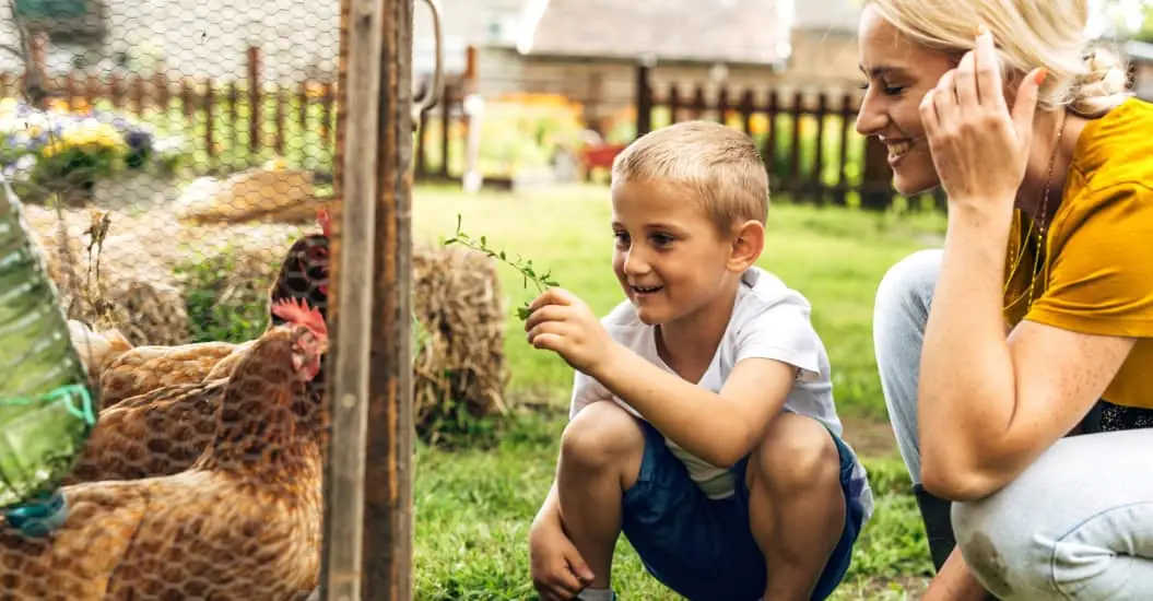 Mother and son feeding chickens