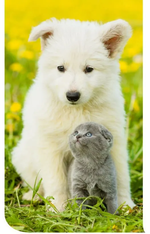 Dog and cat