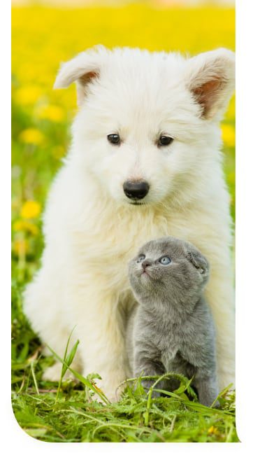 Dog and cat