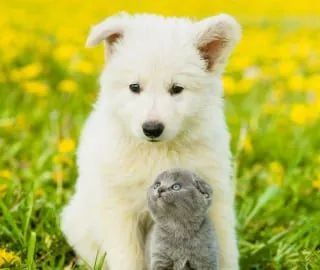 Dog and cat